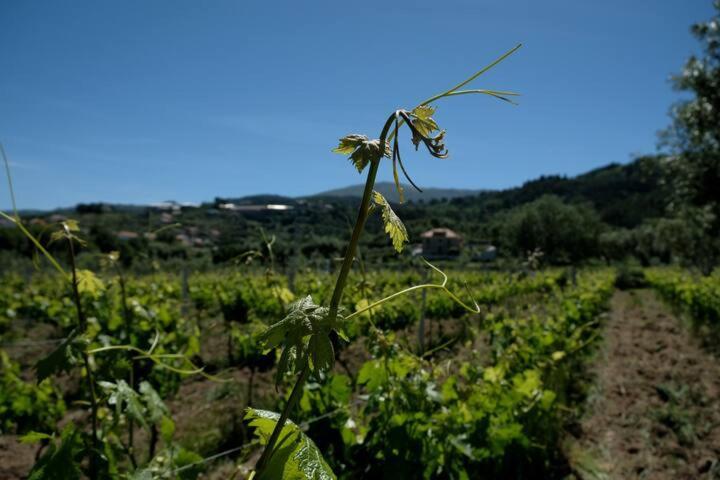 Villa Quinta De Vodra Seia Exterior foto
